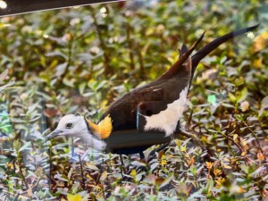 IMG_4924